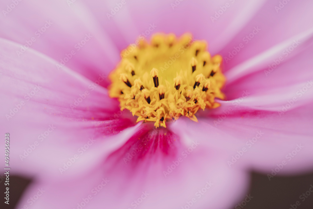 Pink Cosmo Flower