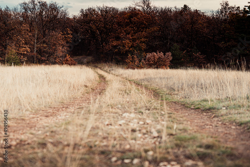 Wallpaper Mural Road in the forest Torontodigital.ca