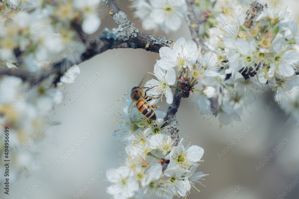 Large bee collecting nectar from white flowers in spring Large bee collecting nectar from white flowers in spring