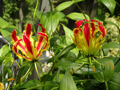 Gloriosa Superba, known also as gloriosa lily, flame lily, climbing lily, cat's claw, tiger's claw. photo