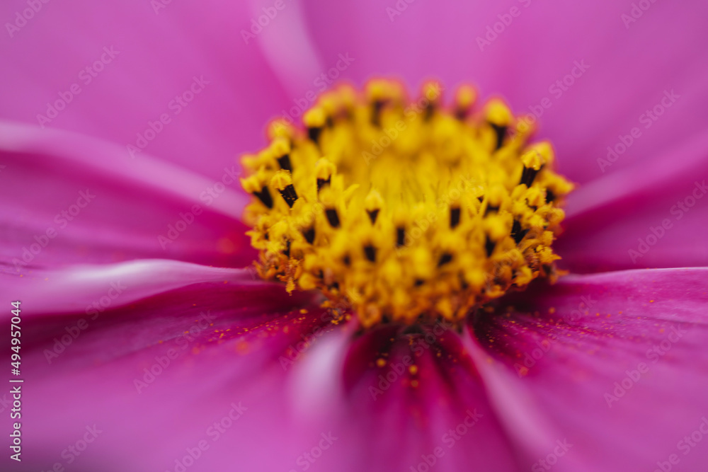 Pink Cosmo Flower Pink Cosmo Flower