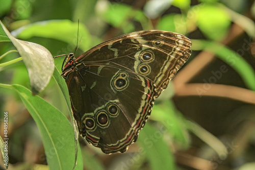 Closeup of a blue banded morpho butterfly showing the underside pattern of its wings photo