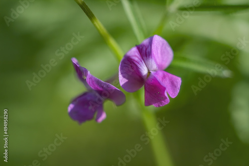 Soft focus of purple vetch flowers at a garden photo