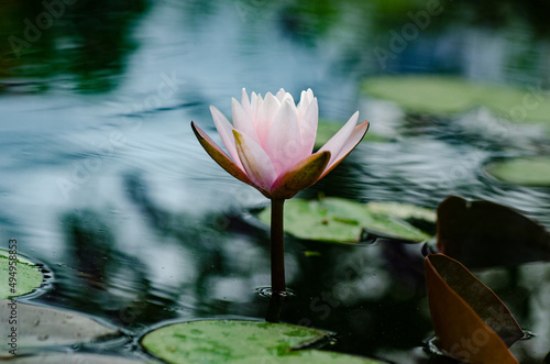 pink water lily