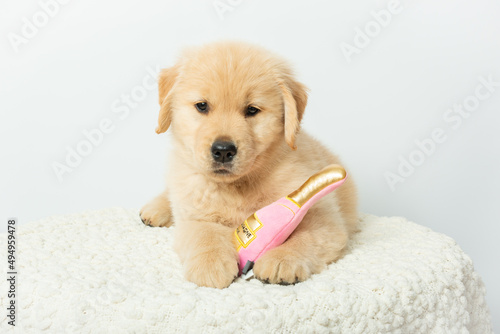 Golden Retriever Best in Show Puppy Portrait Smiling with Toys