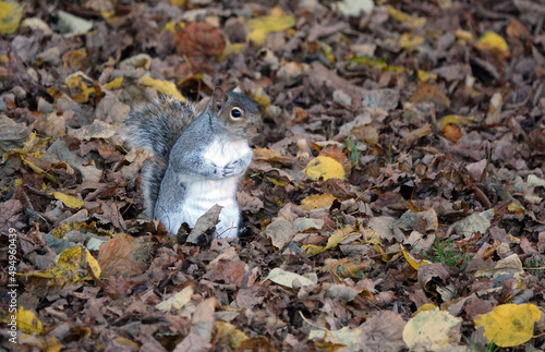 An adorable shot of a grey squirrel sitting in the autumn leaves on the ground. 