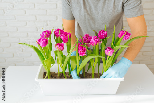 Gardener man planting a tulip in a flowerpot for planting