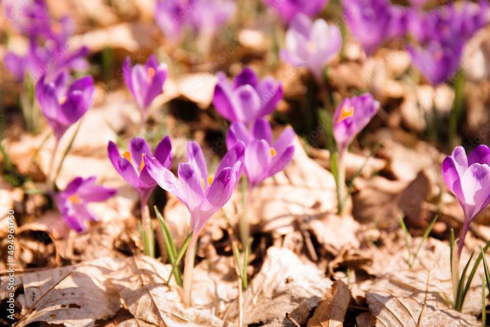 blooming crocuses in the forest, close-up blooming crocuses in the forest, close-up