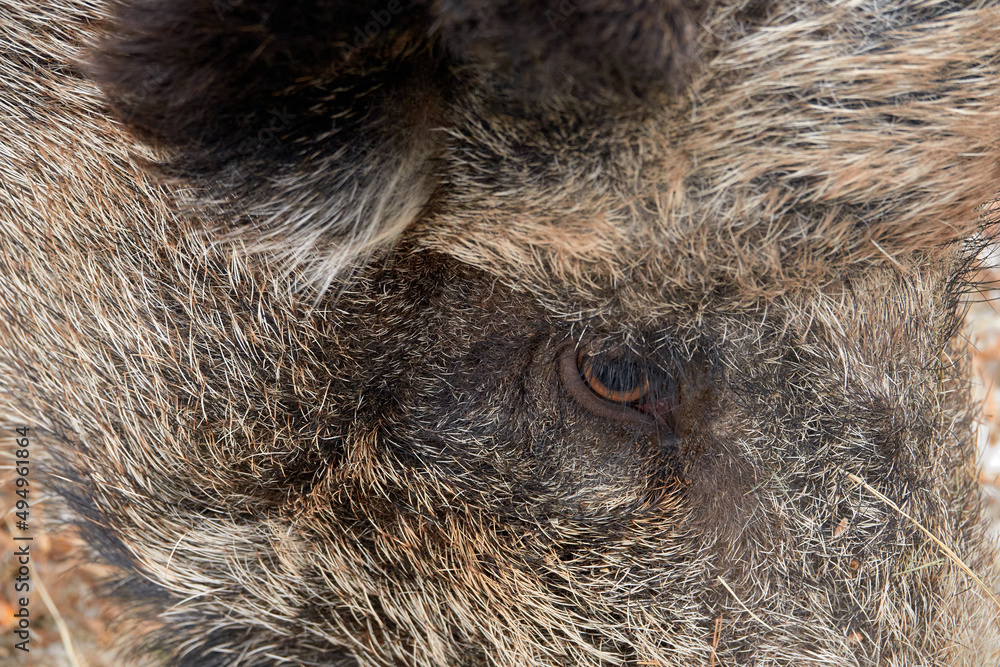 Wild boar in the reserve. The Eye of the Wild Boar. Close-up. Wild boar in the reserve. The Eye of the Wild Boar. Close-up.