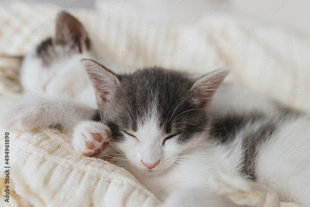 Cute little kittens sleeping on soft blanket in basket. Portrait of adorable sweet kitties napping