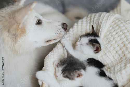 Adorable white puppy looking at cute little kittens sleeping on soft blanket in basket. Adoption