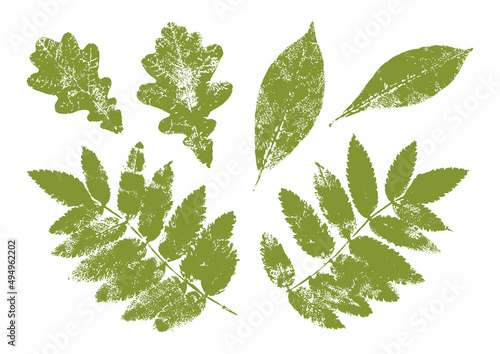 Tree leaves paint print isolated on white - set of oak, rowan, bird cherry leaves