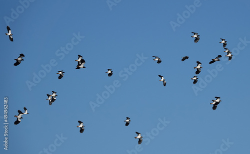 A low angle shot of a flock of northern lapwing against a blue sky background.  © Nigel