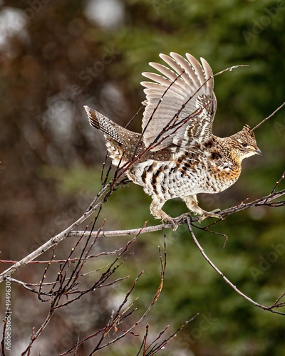 Female ruffed grouse (Bonasa umbellus) flapping its wings on a small branch photo