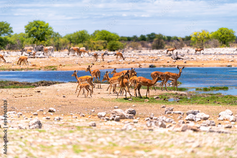 a herd of antelopes at a waterhole in Etosha National Park, Namibia - obrazy, fototapety, plakaty 
