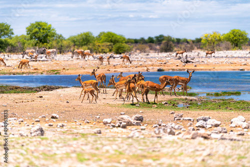 a herd of antelopes at a waterhole in Etosha National Park, Namibia