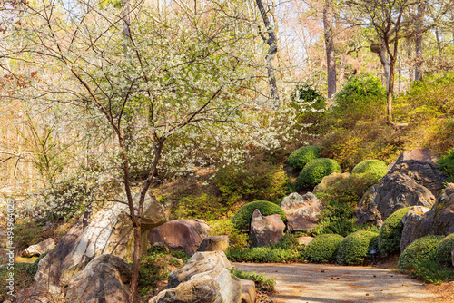 Sunny view of the Japanese garden in Garvan Woodland Gardens photo