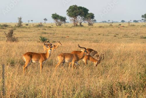 Herd of Ugandan Kobs (Kobus thomasi) pasturing at Murchison Falls National Park in Uganda photo