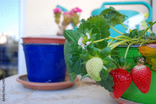 Dettaglio di alcune fragole che stanno maturando nella propria pianta