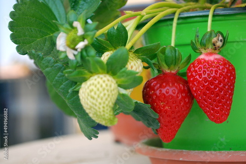 Dettaglio di alcune fragole che stanno maturando nella propria pianta