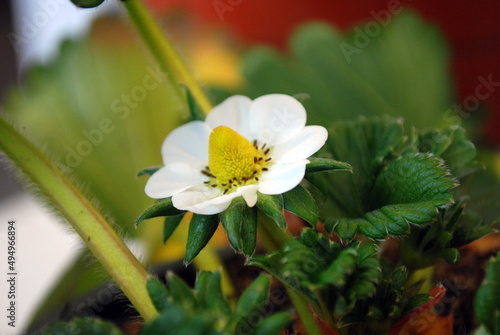 Primo piano di un fiore della pianta di fragola