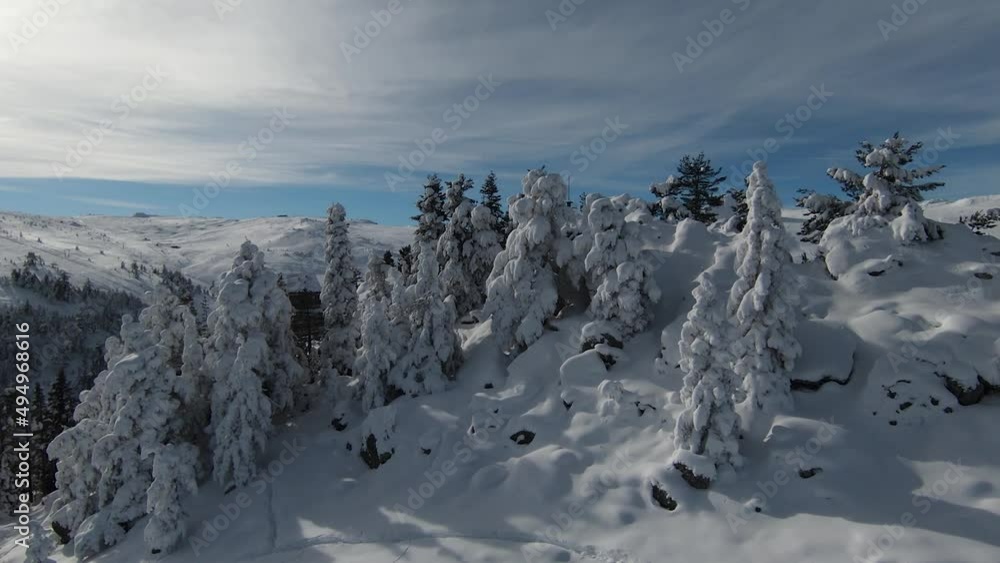 custom made wallpaper toronto digitalTall snowy trees, bushes and sunrise. Snows in the forest and beautiful winter landscapes. Nature landscape and vacation concept.