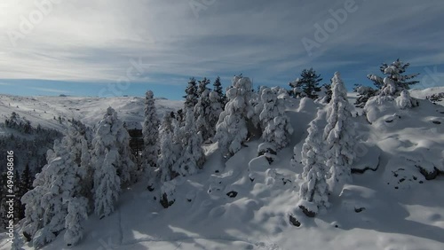 Wallpaper Mural Tall snowy trees, bushes and sunrise. Snows in the forest and beautiful winter landscapes. Nature landscape and vacation concept. Torontodigital.ca