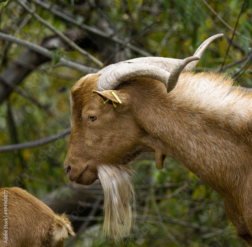 Closeup of a goat in the forest photo