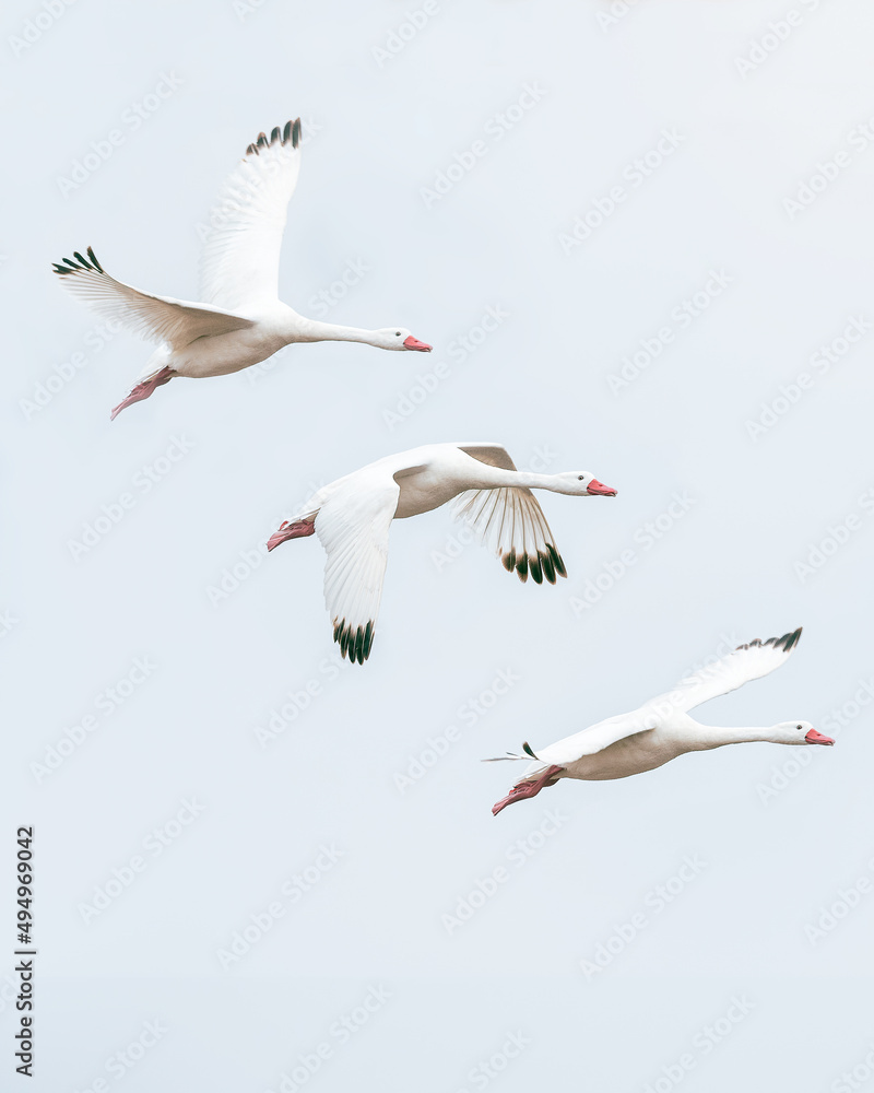 Obraz premium BIRDS on nature