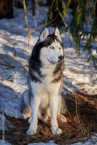 Beautiful husky dog on walk in the spring sunny forest