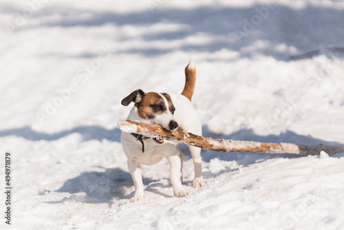 Dog holding stick. Jack russell terrier bites stick while standing on the snow. Winter activity for pet.
