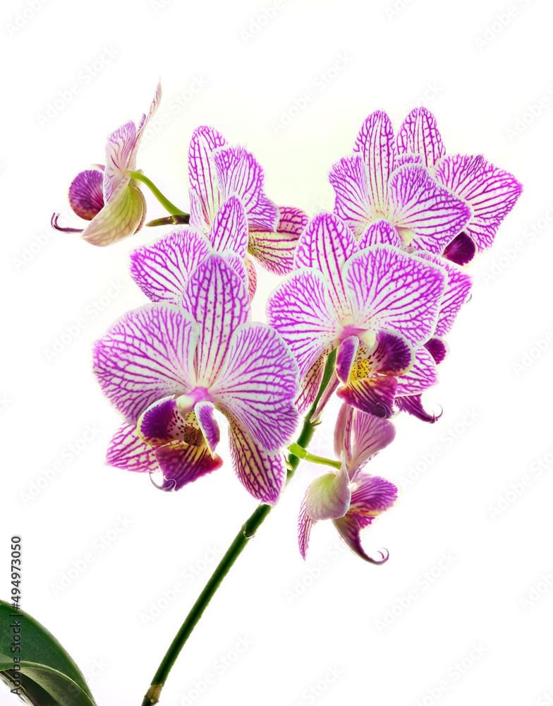 Fototapeta premium A Close-up Focus Stacked Image of Pink and White Orchids Isolated on White