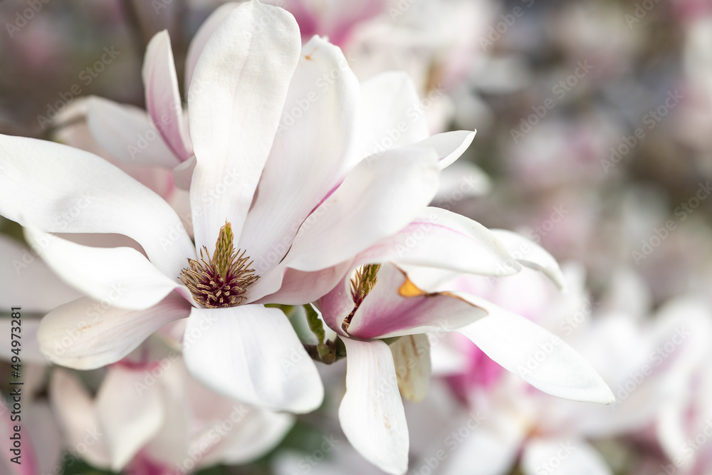 Naklejka premium Soft pink blooming magnolia tree close up, macro, during golden hour