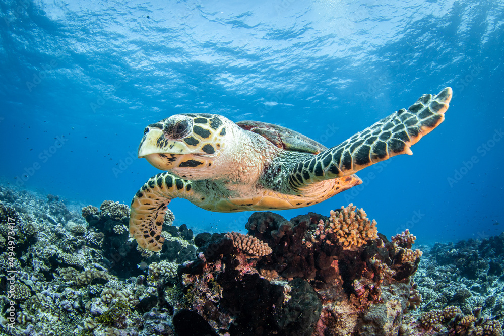 Obraz premium sea turtle