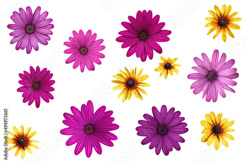 Pink flowers of Osteospermum ( African Daisies )  and yellow flowers of Rudbeckia hirta ( yellow daisy ) isolated on white background © Olga Iljinich