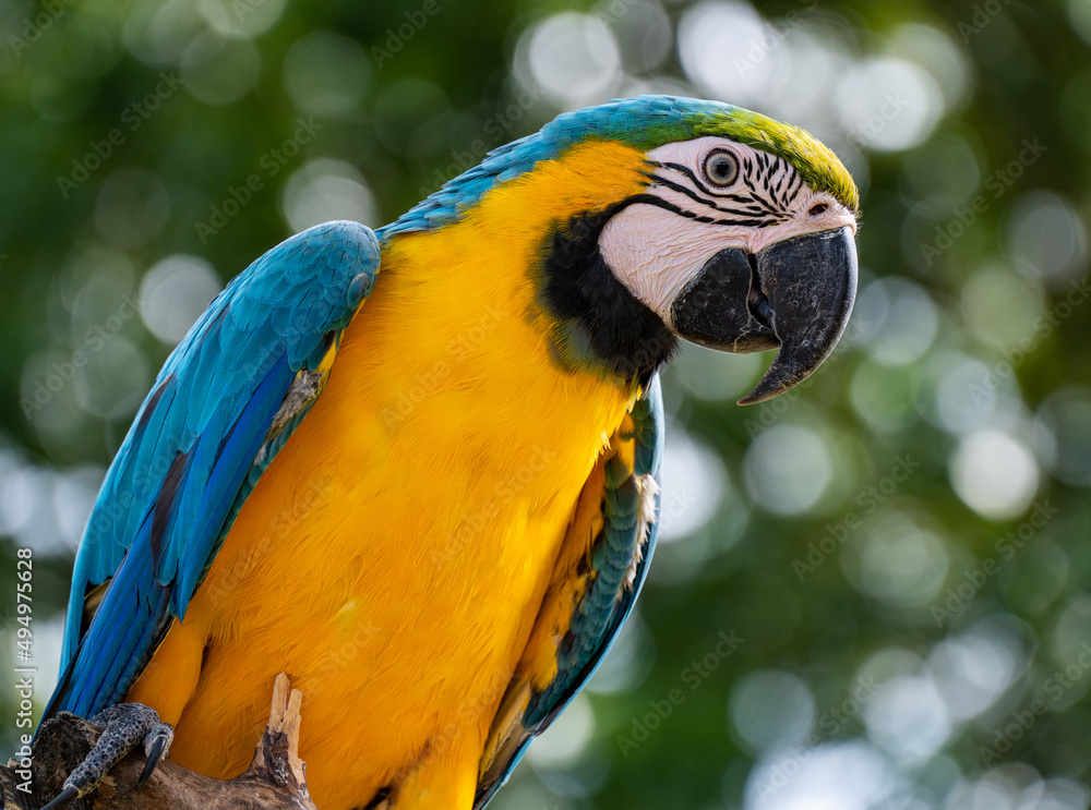 Blue and golden macaw, photographed in South Africa.