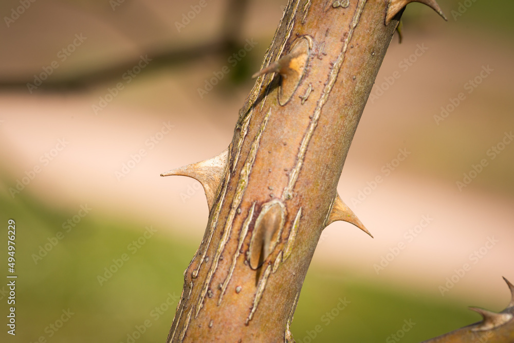 Fototapeta premium close up of a tree