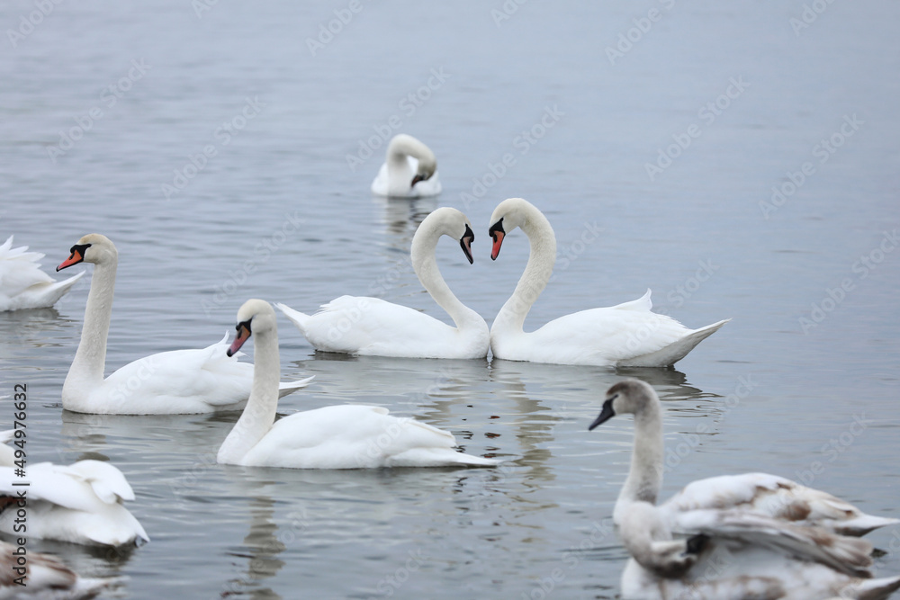 Flock swans swims in the pond. Wintering of wild birds in the city. Survival of birds, nature care, ecology environment concept, fauna ecosystem Flock swans swims in the pond. Wintering of wild birds in the city. Survival of birds, nature care, ecology environment concept, fauna ecosystem