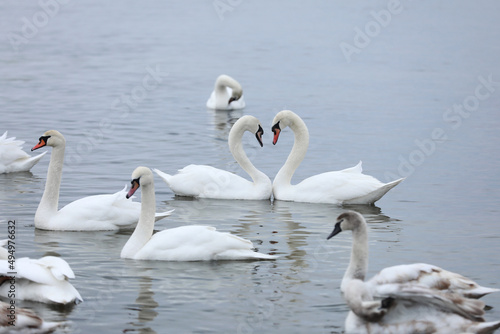 Flock swans swims in the pond. Wintering of wild birds in the city. Survival of birds, nature care, ecology environment concept, fauna ecosystem © Andriy Medvediuk