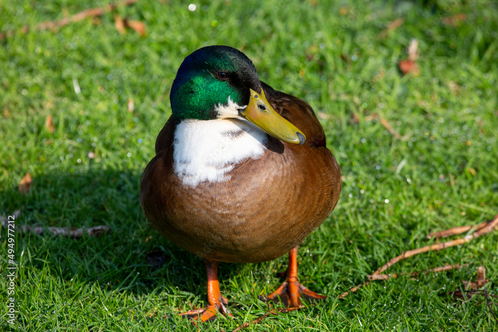 Duck Duck