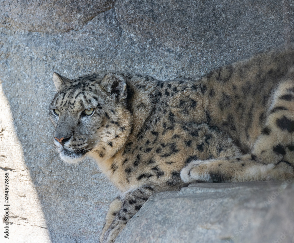 Close-up of a snow leopard (Panthera uncia syn. Uncia uncia)