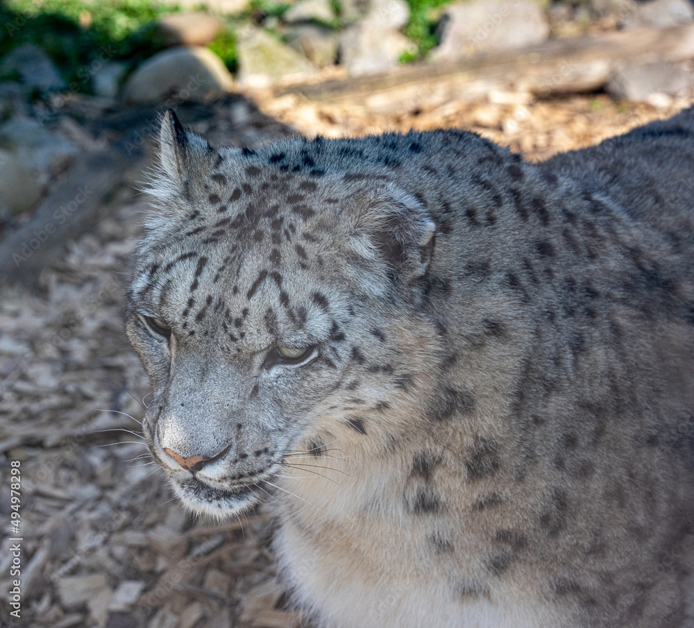 Fototapeta premium Close-up of a snow leopard (Panthera uncia syn. Uncia uncia)