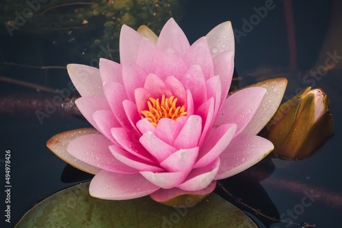 Beautiful pink flower in the pond. Water lily in the botanical garden. Photo in shallow depth of field.