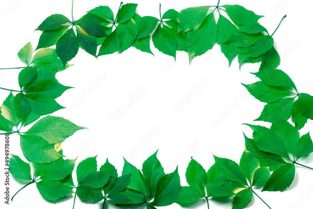 Fototapeta premium Green leaves frame on white background