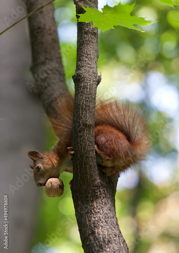 Red squirrel on tree with walnut in mouth, looking down © BSANI