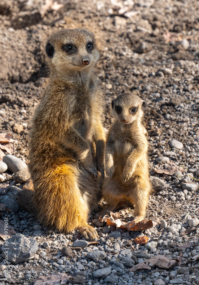 Meerkats (Suricata suricatta) with young animals Meerkats (Suricata suricatta) with young animals