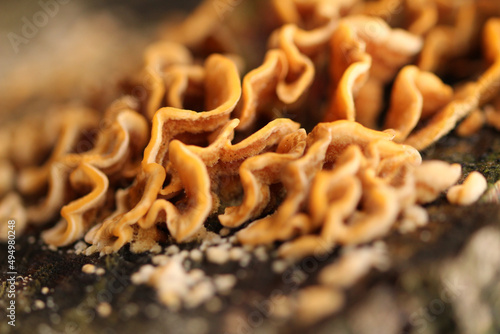 Vertical closeup shot of the hairy curtain crust fungus photo