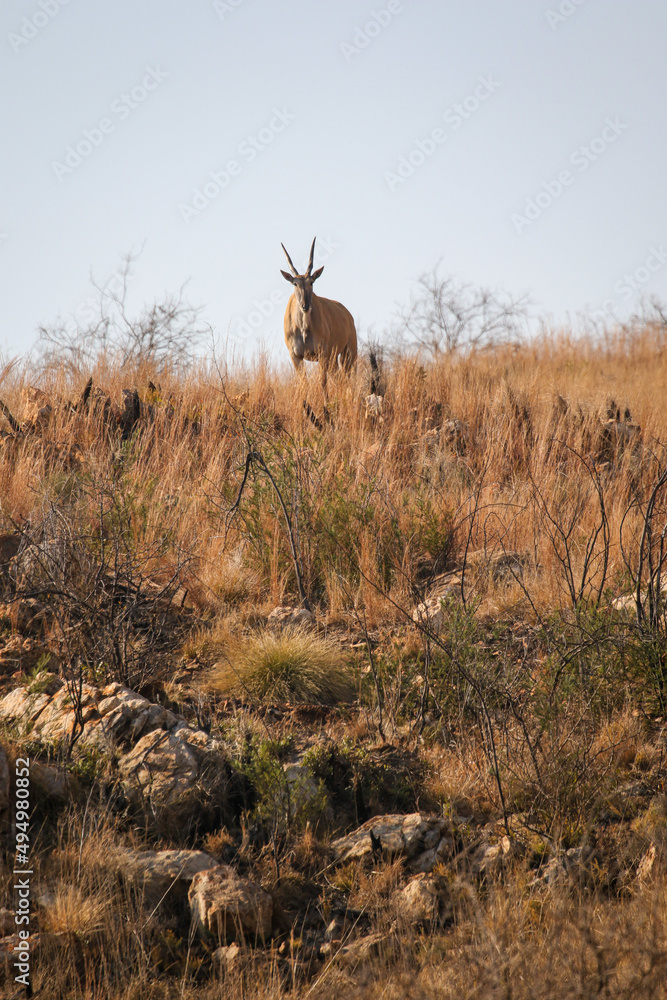 Fototapeta premium Eland bull, Addo Elephant National Park