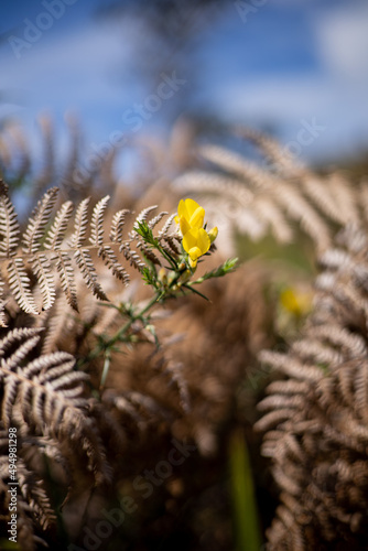 Vertical shot of chamaecrista fasciculata flowers growing in a meadow with a blurry background photo