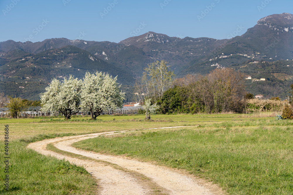 Veduta primaverile della campagna in Versilia, Toscana.
sullo sfondo il Monte Gabberi, mt . 1.108, una delle montagne minori delle alpi Apuane.